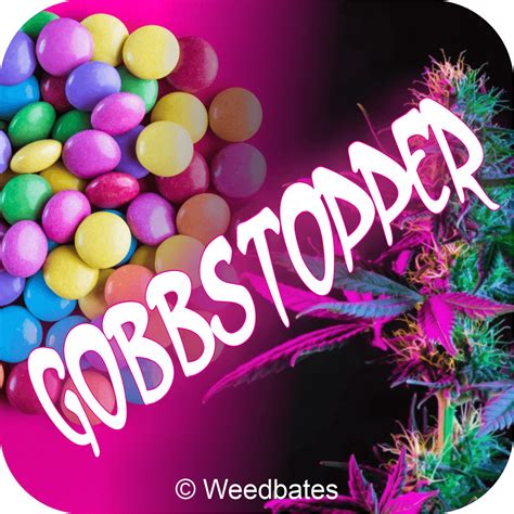 gobstopper strain|gobbstopper strain ingredients.